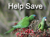 Help save wild parrots!