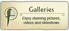 Image and Video Galleries