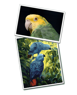 Parrot art, prints and posters