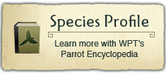 Parrot Encyclopedia - Species Profile