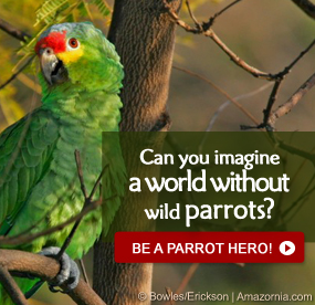 Be a Parrot Hero