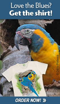 Blue-throated Macaw t-shirt