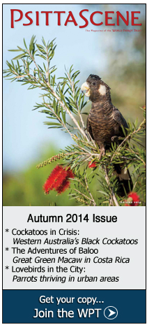 2014 PsittaScene - Autumn Issue