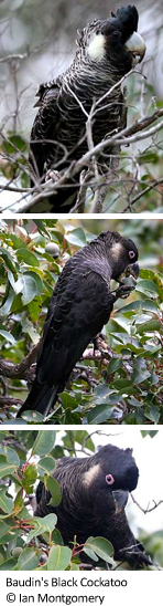 Baudin's Black Cockatoo