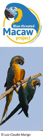 Blue-throated Macaw Project