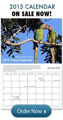 2015 Parrot Calendars