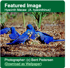 Hyacinth Macaw Downloadable Wallpaper