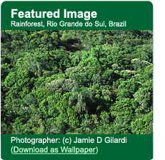 Rainforest, Rio Grande do Sul, Brazil