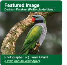 Derbyan Parakeet Downloadable Wallpaper