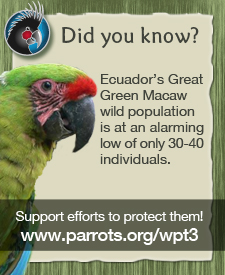Support the efforts to save the parrots!