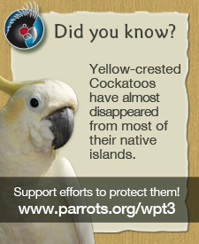 Support the efforts to save the parrots!