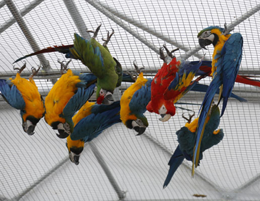 Macaws in the United Kingdom