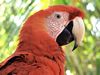 Scarlet Macaw rehabilitation