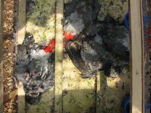 dead parrots grey african illegal trade