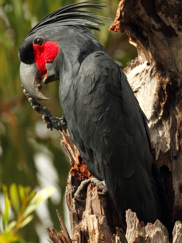 Palm Cockatoo World Parrot Trust