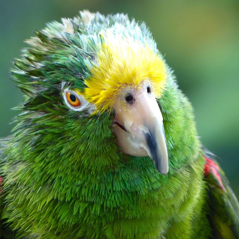 Parrot Encyclopedia | Yellow-crowned Amazon | World Parrot Trust