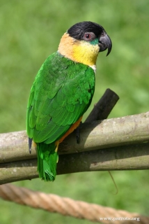 Why are Parrots Green And Not Black?  