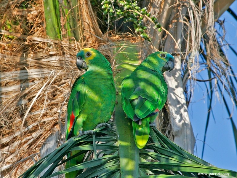 Blue-fronted Amazon | World Parrot Trust