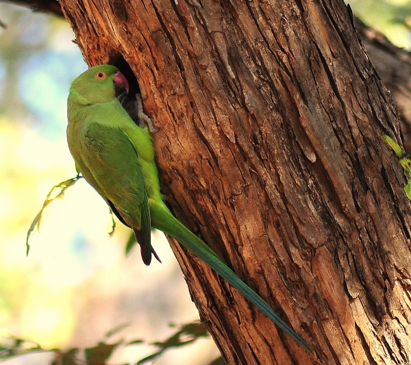 Parrot Encyclopedia | Ringneck Parakeet | World Parrot Trust