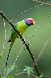 Plum-Headed Parakeet: Bird Species Profile  
