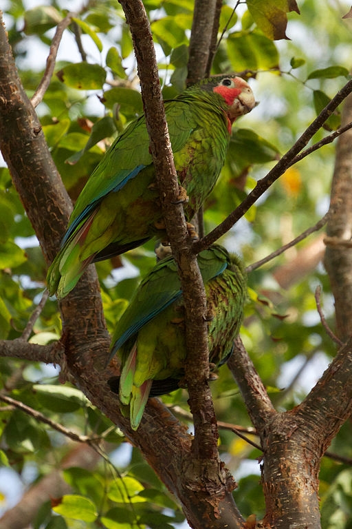 Cuban Amazon | World Parrot Trust