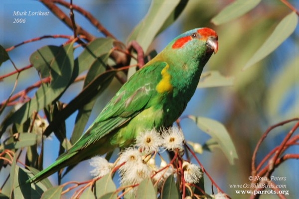 Parrot Encyclopedia | Musk Lorikeet | World Parrot Trust