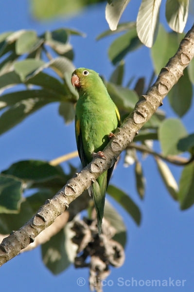 Parrot Encyclopedia | White-winged Parakeet | World Parrot Trust
