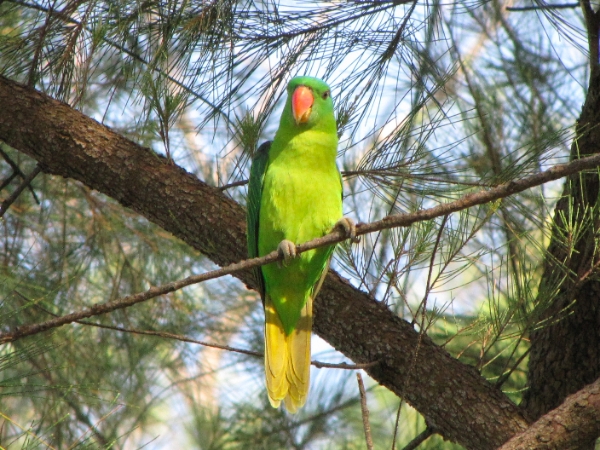 Parrot Encyclopedia | Blue-naped Parrot | World Parrot Trust