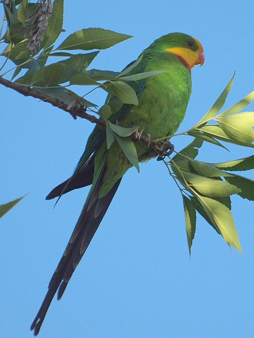 Parrot Encyclopedia | Superb Parrot | World Parrot Trust