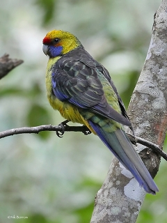 Image result for Green rosella