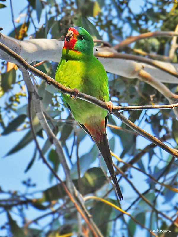 Parrot Encyclopedia | Swift Parrot | World Parrot Trust