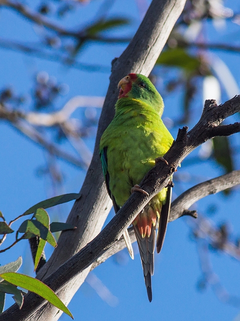 Parrot Encyclopedia | Swift Parrot | World Parrot Trust