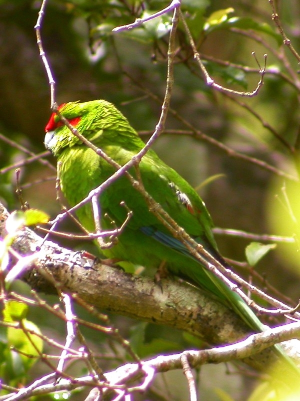Parrot Encyclopedia | Red-fronted Parakeet | World Parrot Trust