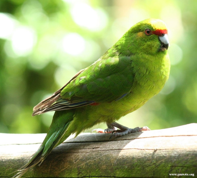 Download Parrot Encyclopedia | Yellow-fronted Parakeet | World ...