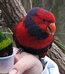 Parrot Encyclopedia | Violet-necked Lory | World Parrot Trust