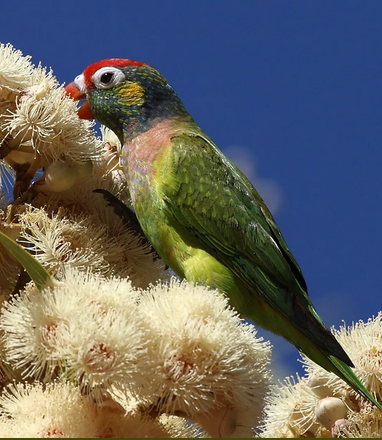 Parrot Encyclopedia | Varied Lorikeet | World Parrot Trust