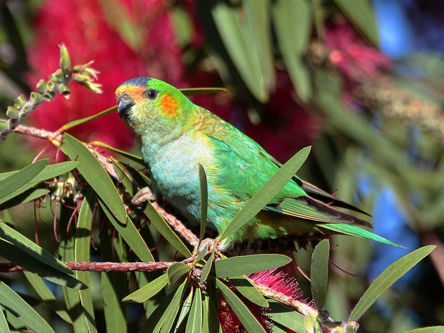 Parrot Encyclopedia | Purple-crowned Lorikeet | World Parrot Trust