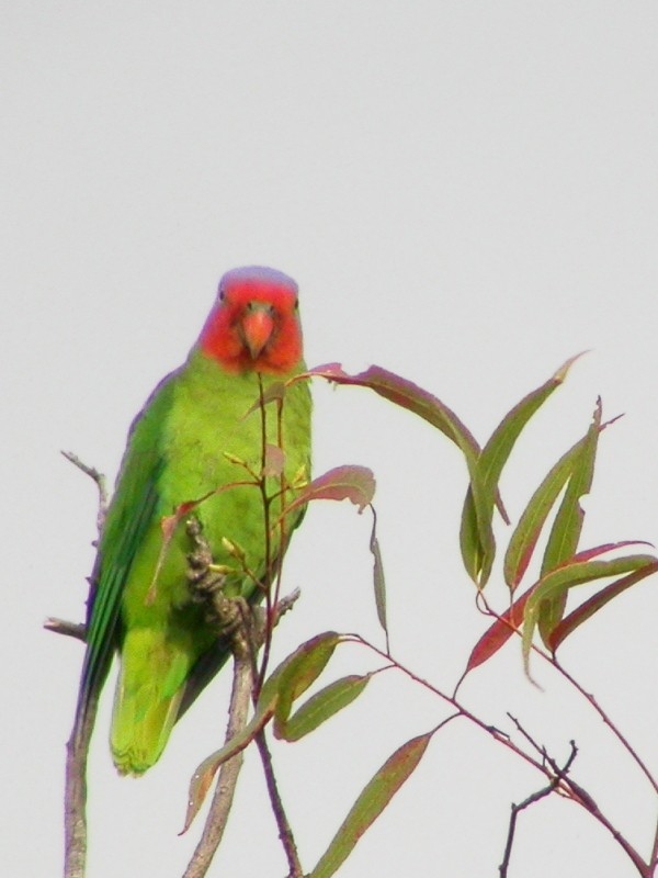 Parrot Encyclopedia | Red-cheeked Parrot | World Parrot Trust