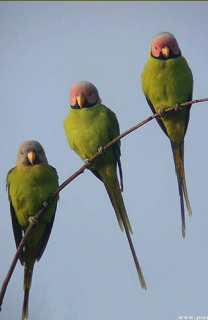 Image result for blossom headed parakeet