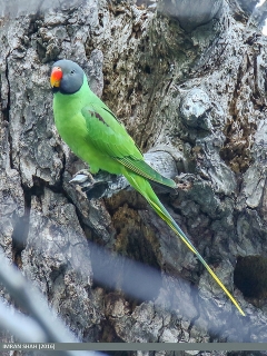 Plum-Headed Parakeet: Bird Species Profile  
