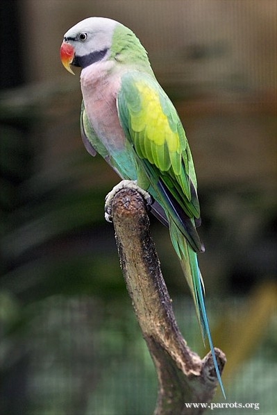 Parrot Encyclopedia | Red-breasted Parakeet | World Parrot Trust