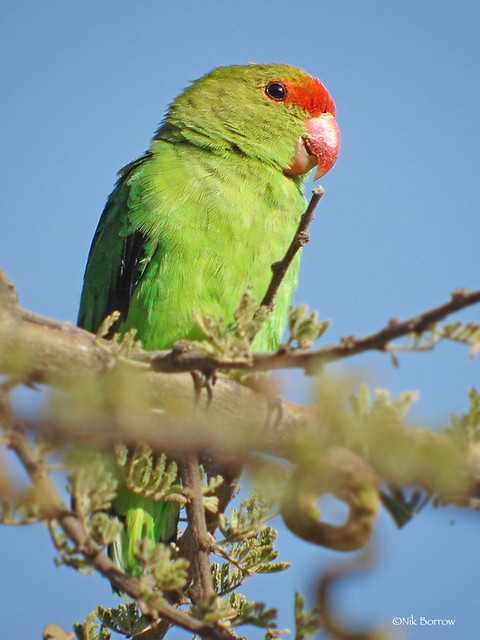 Parrot Encyclopedia | Black-winged Lovebird | World Parrot Trust