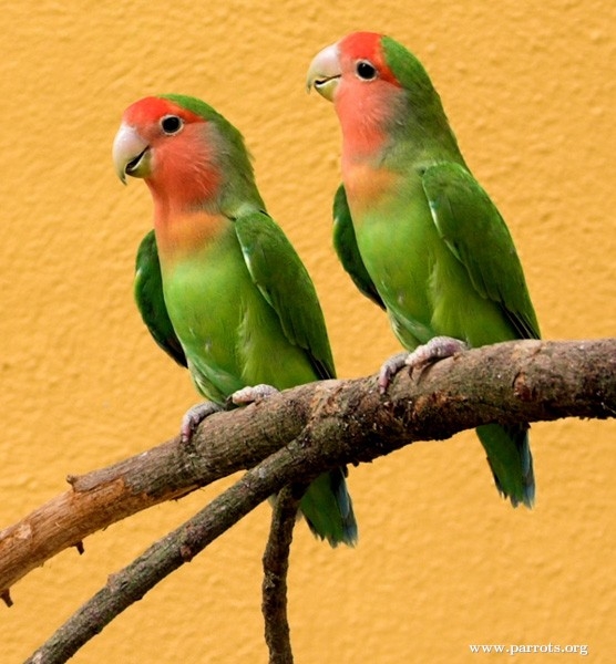 Parrot Encyclopedia | Peach-faced Lovebird | World Parrot Trust