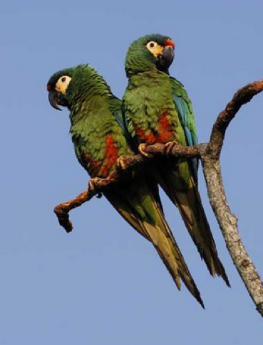 Parrot Encyclopedia | Blue-winged Macaw | World Parrot Trust