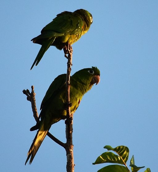 Parrot Encyclopedia | Hispaniolan Conure | World Parrot Trust