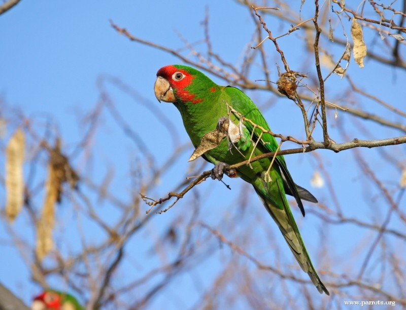 Parrot Encyclopedia | Mitred Conure | World Parrot Trust