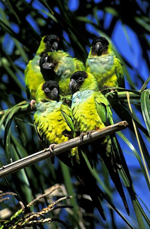 Parrot Encyclopedia | Nanday Conure | World Parrot Trust