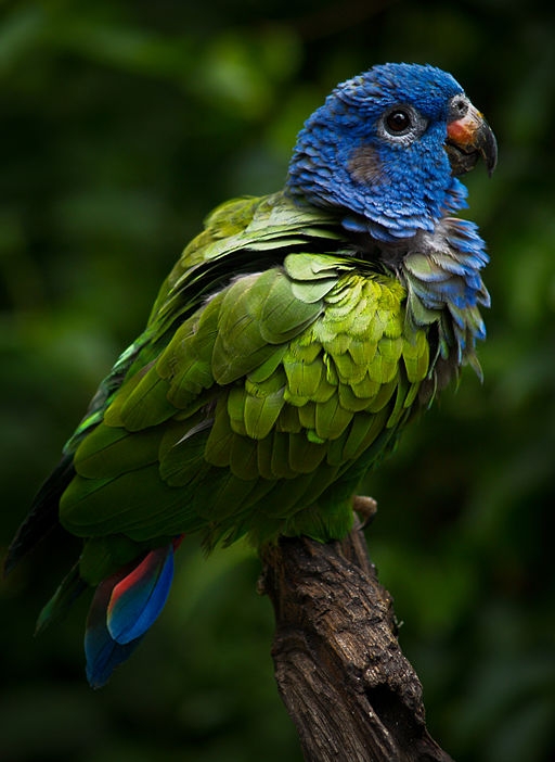 Parrot Encyclopedia Blueheaded Parrot World Parrot Trust