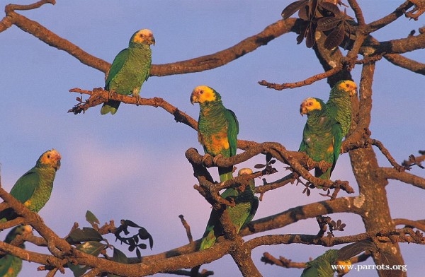 Parrot Encyclopedia | Yellow-faced Parrot | World Parrot Trust