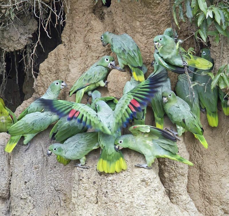 Parrot Encyclopedia | Southern Mealy Amazon | World Parrot Trust